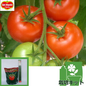 【デルモンテ】やさいの苗/トマトのかんたん栽培セット：ぜいたくトマト大苗