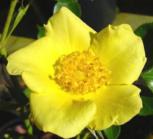 すっきりした一重咲きの黄色花！【バラ苗】【新苗】フロリバンダベビーラブ4号ポット　薔薇