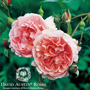 イングリッシュローズ　－English Roses－【David Austin　/ デビッド・オースチン】ストロベリ...