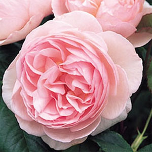 魅力的なカップ咲きの中輪の花で、花色は中心がさえたソフトピンク。形の綺麗な叢生シュラブに...