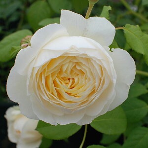 美しい白のカップ形の花で、エレガントなシュラブ樹形。強いミルラの香にシモツケソウの香りが...