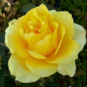 花付きがよく、レモンイエローの花が房咲きになります。 何本でも同梱可。1万円以上送料無料！...