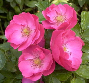 濃いピンクのかわいい中輪花をびっしりと咲かせます 何本でも同梱可。1万円以上送料無料！●【...