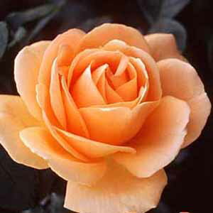 さわやかなシャーベットオレンジ色のボリュームのある花で栽培しやすい品種です【バラ】【バラ...