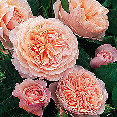 【丈の高いシュラブで花色はアプリコットピンク、花形はロゼット。耐病性、四季咲き性に優れる...