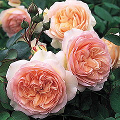 【ロゼット咲きで美しいアプリコット・ピンク色をしています。強いミルラ香がします。】バラ苗 ...