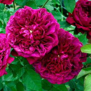 バラ苗 ウィリアムシェークスピア2000 国産大苗7号鉢赤紫系 イングリッシュローズ