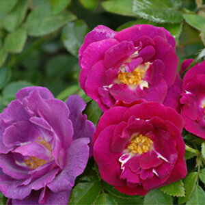 バラ苗 マジェンタスカイ 国産大苗6号鉢つるバラ(CL) 四季咲き 紫色系　バラ