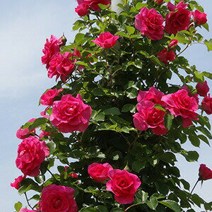 バラ苗 つるうらら 国産新苗4号ポリ鉢四季咲き　つるバラ(CL)　ピンク系