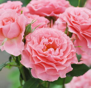 バラ苗 コラーユジュレ 国産大苗6号鉢 四季咲き中輪 ピンク系【ふんわりお菓子のようなバラ】