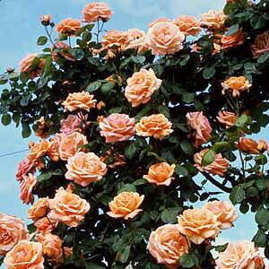 バラ苗 ルーピング　長尺 国産大苗6号鉢つるバラ(CL) 返り咲き オレンジ系