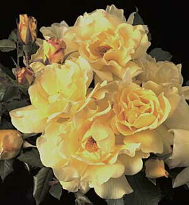 バラ苗　レモンメレンゲ　つるバラ(CL)プレミアムウィークスローズ　大苗7号鉢四季咲き 黄色系