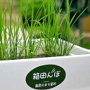 ベランダで稲を育てよう　お米育成キット　箱田んぼ　長野県産
