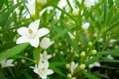 白い星型の花