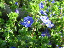 【ポイント10倍】ベロニカ オックスフォードブルー苗 花芽付き 多年草 ブルーの小花 毎年地を…