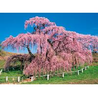 想いを馳せた憧れの風景をお部屋にもビバリー 満開の三春滝桜　75-256