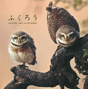 ふくろう　BEAUTIFUL　OWLS　IN　THE　WORLD【後払いOK】【1000円以上…