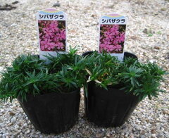 芝桜（シバザクラ）で花の絨毯を芝桜(シバザクラ)　ピンク 2個