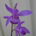 紫蘭（シラン）　紫