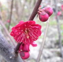 真っ赤な花を咲かせます。梅（ウメ）苗　鹿児島紅梅（カゴシマコウバイ）　1.2m