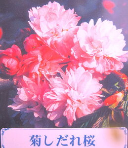 紅紫色の花で優雅な八重咲きのシダレ桜キクシダレザクラ（菊枝垂れ桜）　1.8?2m