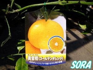 ゴールデンオレンジとも呼ばれます!!黄金柑　2年生　【RCP】05P08Feb15