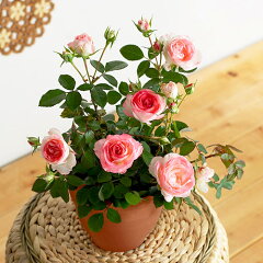 白桃のような優しい色合いの花びらが美しいバラの鉢植えバラ鉢植え「ホワイトピーチオベーション」