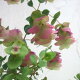 鉢植えにおすすめのハナオレガノ草花の苗/花オレガノ：ケントビ...