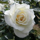 すばらしく花付きのよい白バラ四季咲中輪バラ：ファビュラス！新苗
