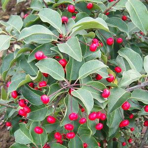 赤い実が美しい常緑樹花木 庭木の苗/ソヨゴ雌雄2株セット3〜3.5号ポット