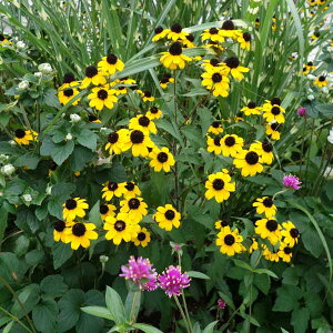 夏の花！花壇や寄せ植えに　ルドベキア・トロリバ草花の苗/ルドベキア：タカオ4〜5号ポット