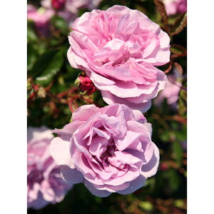 繊細なパールバイオレットの四季咲き種つるバラ：レイニーブルー新苗