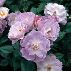 強香の青系人気品種四季咲中輪バラ：ブルーフォーユー新苗5号鉢植え