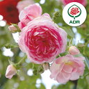 愛らしい一季咲き強健種 ADR受賞つるバラ：ジャスミーナ新苗