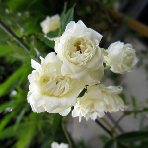 バラ ばら 薔薇 ローズ 常緑性長尺つるもの：モッコウバラ白花5号ポット長さ1.5m（バラ苗）