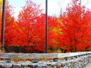 サトウカエデ【シュガーメイプル】紅葉が美しく、シンボルツリーとして人気上昇中♪カナダの国...