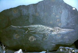 博物館クラス　イクチオサウルス化石