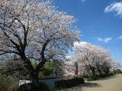 日本を代表する花木満開の花・・桜吹雪 春が感じられますシンボルツリーに！ソメイヨシノ樹高2....
