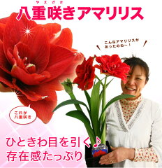 母の日ギフト 送料無料 八重咲きのアマリリス 全6色 2016 鉢植え 送料無料 プレゼント …