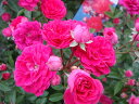 【バラ苗】 キングローズ 枝一面に咲き誇ります 大苗 ピンク バラ 苗 つるバラ ツルバラ つるば...