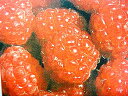 2季なり性の食味良い赤実ラズベリー　果樹苗木 赤実ラズベリー“レッドジュエル”