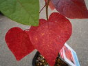 素晴らしい紅葉のハート型の葉紅万作（ベニマンサク）“マルバノキ”。