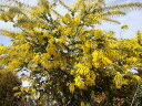 アカシアの木 “ゴールデンミモザ” 3号ポット苗 庭木 常緑樹 シンボルツリー