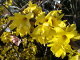 枝一面にびっしりと咲く鮮黄色の花レンギョウ ポッ...