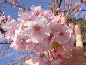 真っ先に開花する桜　桜（サクラ）　　“河津桜　（カワヅザクラ）”　　1年生接木苗