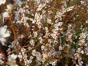 温かい色彩の蕾が開花後は白になるピンクユキヤナギ“フジノピンキー”ポット苗