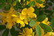 新品種！思わず見とれてしまう黄色い花が魅力！■美しい花木■カッシ...