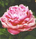 かわいいピンク色　芍薬（シャクヤク）“春の粧”（はるのよそおい）6号スリット鉢植え