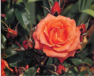 オレンジの美しい花が魅力！【バラ苗】3年生大苗つるバラマリーナ6号ロングポット薔薇