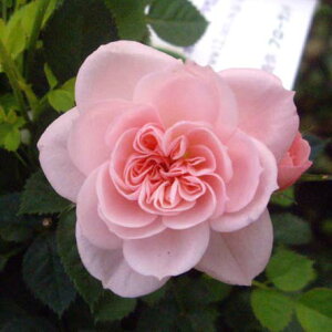 とてもかわいいピンク！人気品種！ミニバラミスピーチヒメ5号鉢花付き